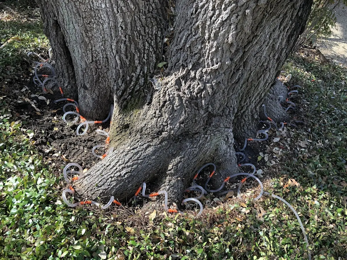 Detailed Tree Cabling and Bracing job site in South Thomaston