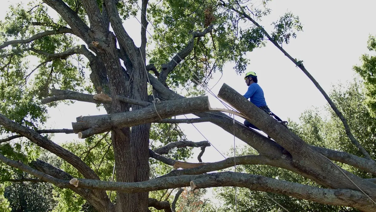 Professional Hazardous Tree Removal performed by certified arborists in South Thomaston