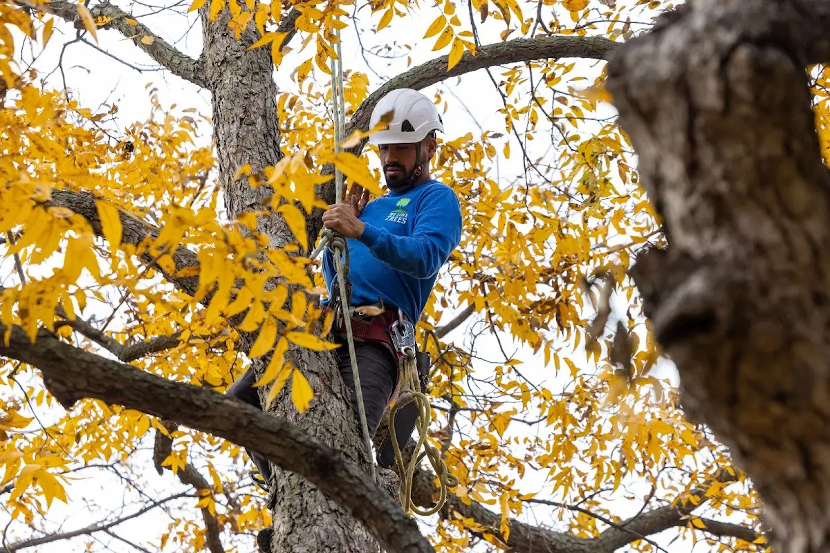 Skilled Tree Pruning crew working in South Thomaston