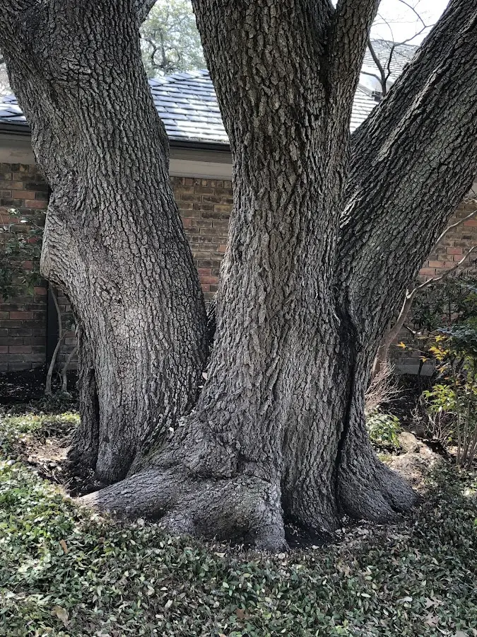 Mature heritage tree close to a South Thomaston property cared for by certified arborists
